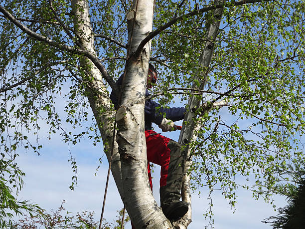 Leaf Removal in Thomaston, NY