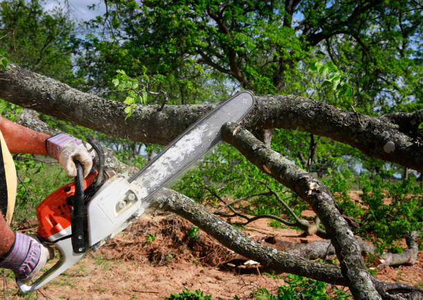 How Our Tree Care Process Works  in  Thomaston, NY